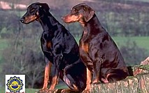 Doberman 2 Doberman 2